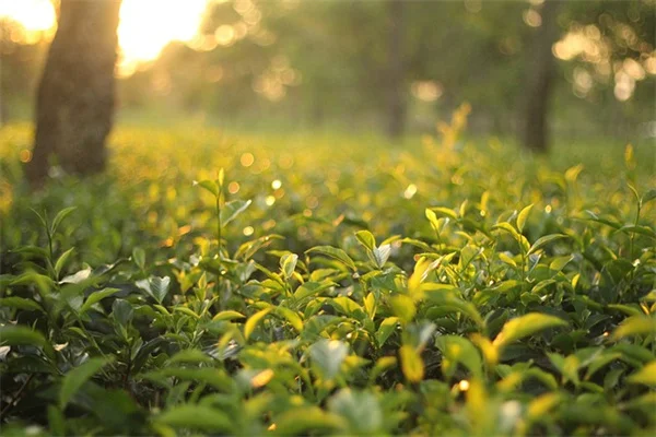 アヤメの害虫対策に線虫が効く理由と効果的な使い方