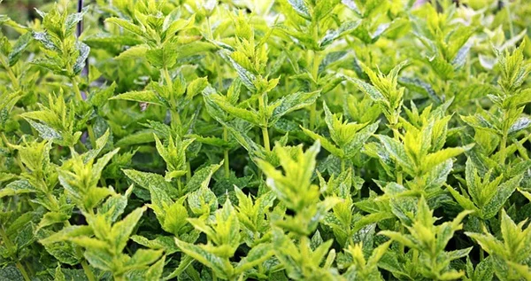 日本小檗の代わりになる植物5選、景観も生态系も守るプロが厳選