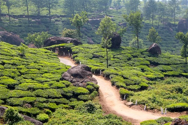 紫荆树移植は春と秋どっち？成功率を上げる5つの実践的コツ