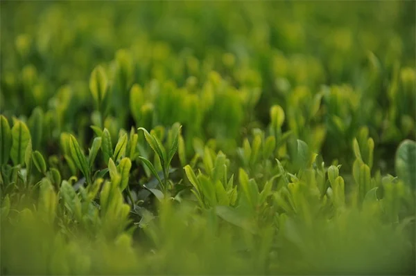 冬の窓辺をヒュッゲな植物コーナーに変える5つのコツ