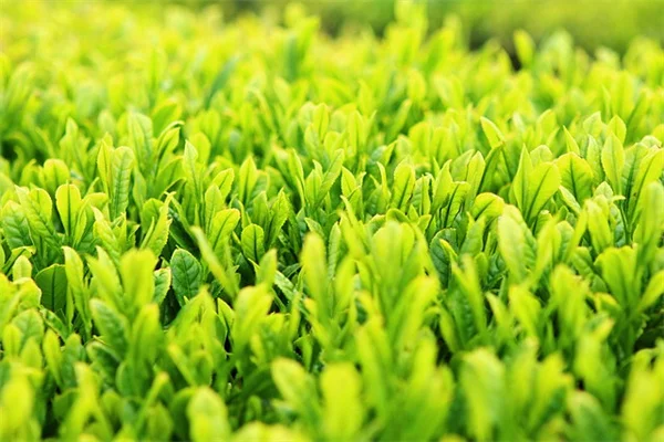 まさか！人気の園芸植物6種が実は危険な侵入種だった