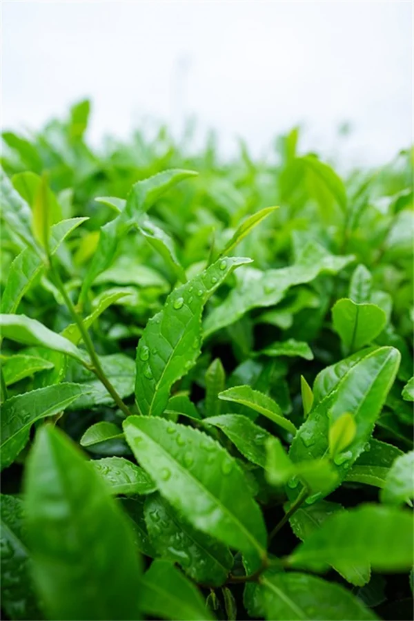 適材適所を守れば、植物は勝手に育つ