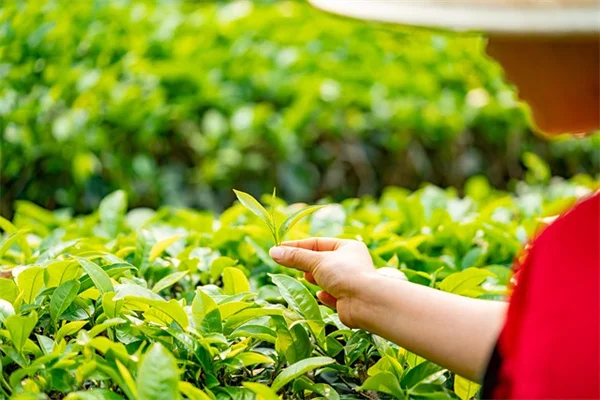春に咲く木の選び方、白とピンクの花を比較